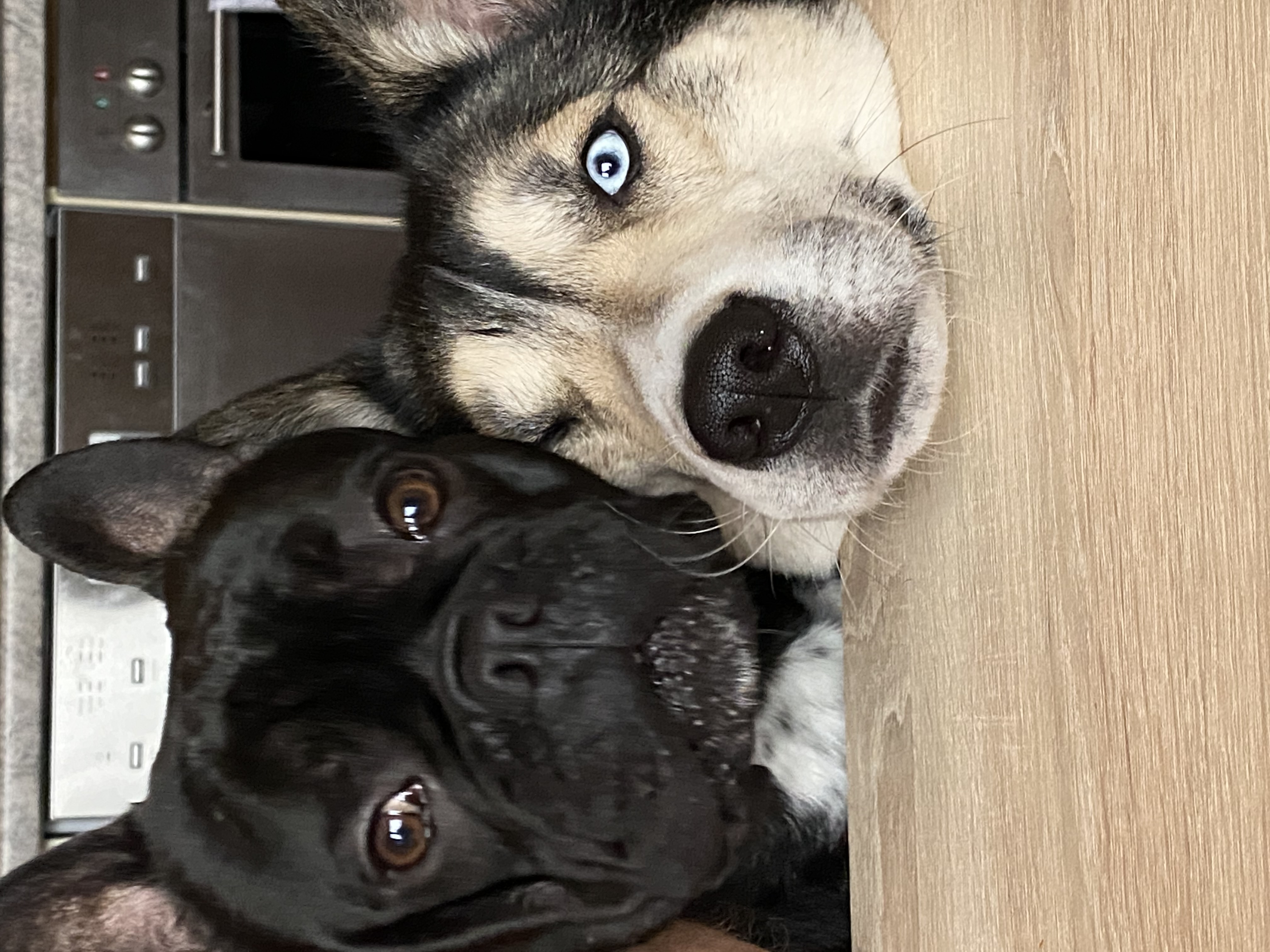 Husky und Frenchie