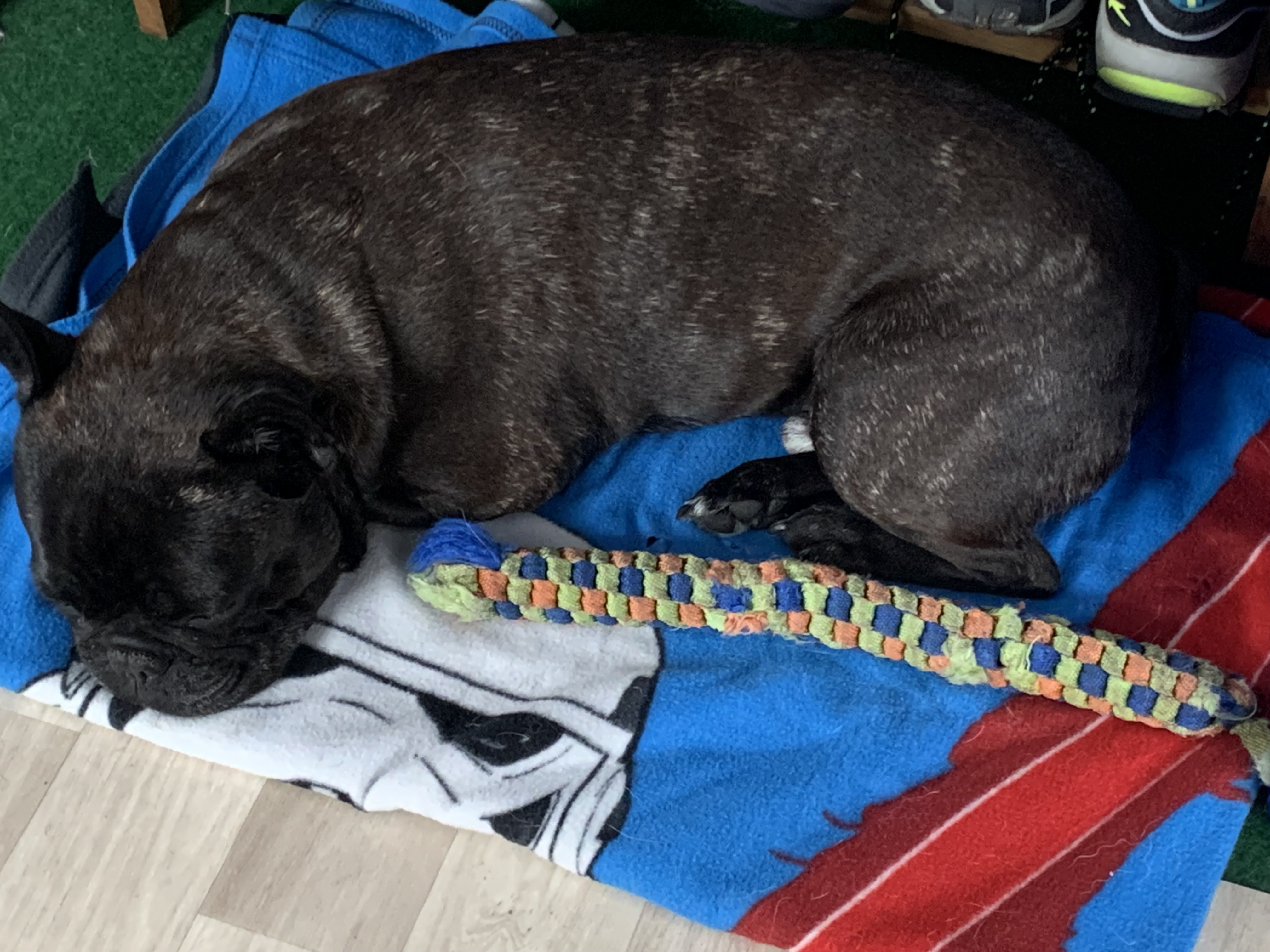 Bolle - unser Frenchie